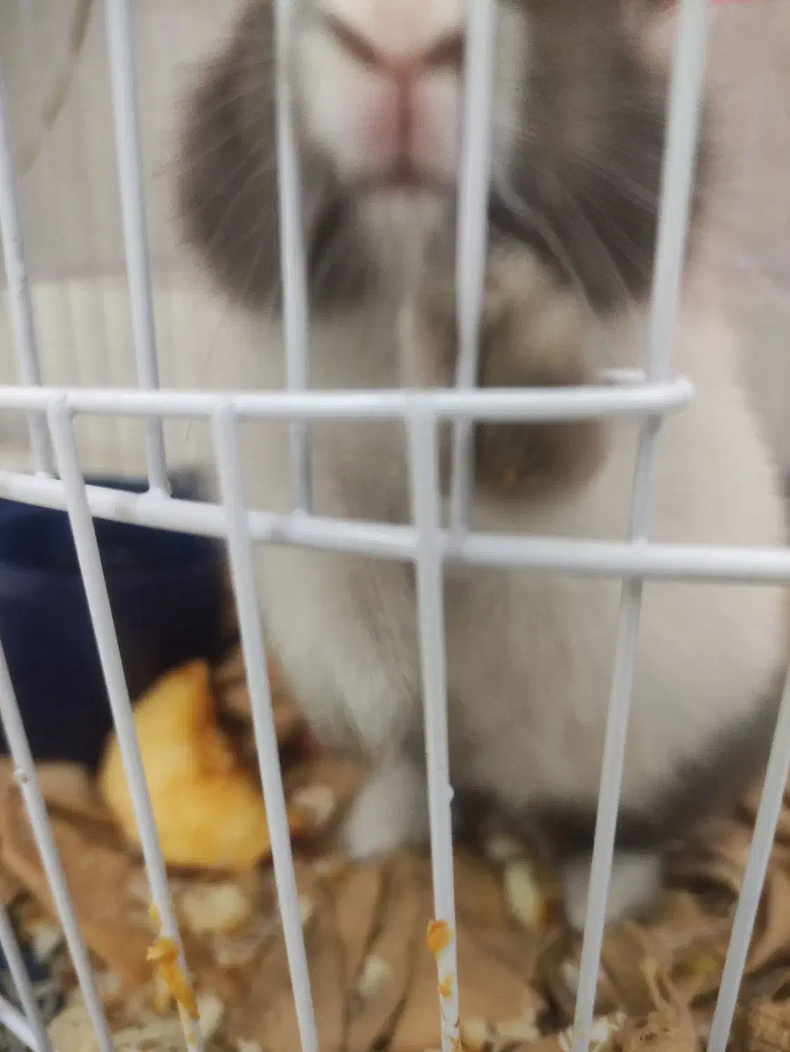 معاوضه خرگوش مینیاتوری تپل وناز یا تخفیف نقدی|موش و خرگوش|ارومیه, |دیوار