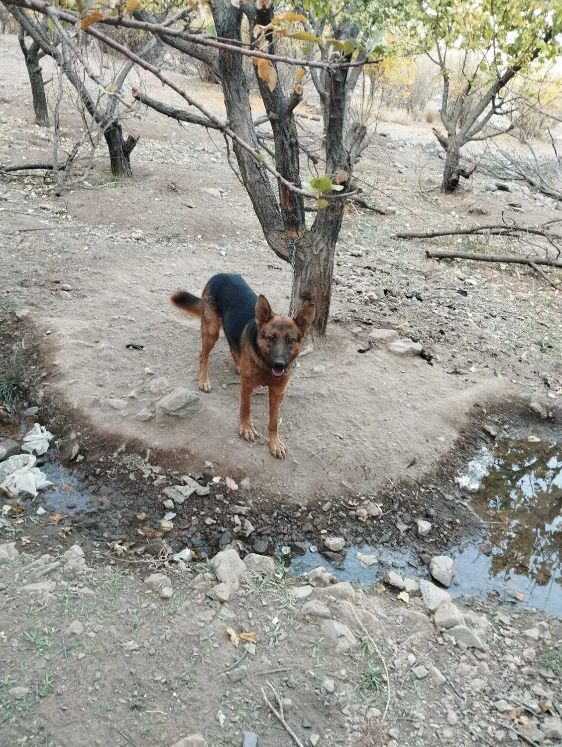 سگ ژرمن|سگ|نرماشیر, |دیوار