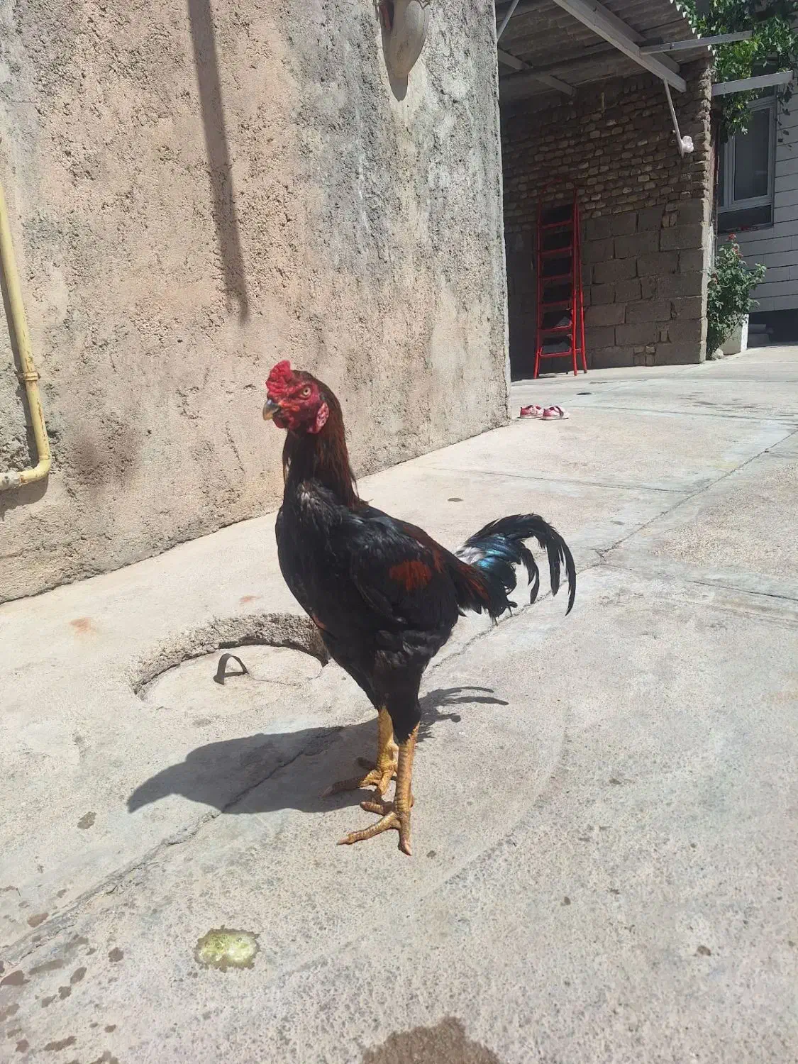 خروس|حیوانات مزرعه|شاهین دژ, |دیوار