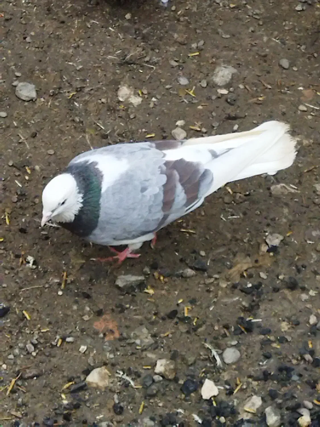 کبوتر پرشی|پرنده|ارومیه, |دیوار