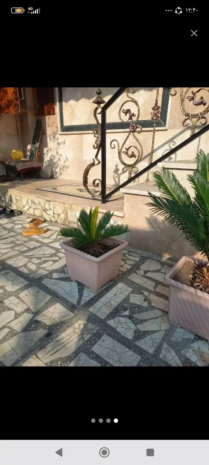 گل سیکاس|گل و گیاه طبیعی|تهران, شهید رجایی|دیوار