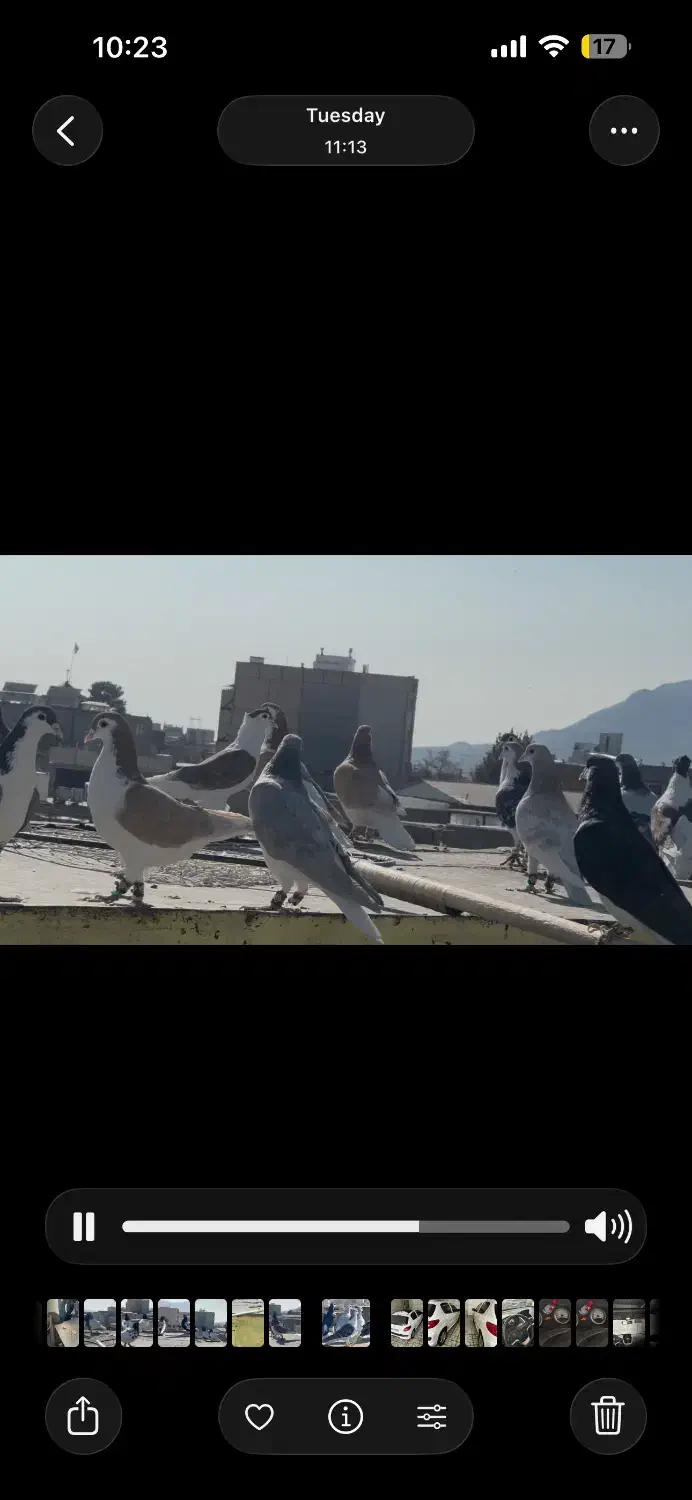 ۳۰تاسادع نر جوجه بوم درجه یک|پرنده|تربتحیدریه, داروپخش|دیوار