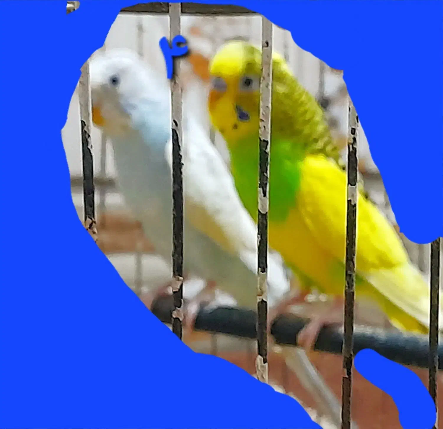 مرغ عشق سالم و سرحال|پرنده|اهواز, کوی مندلی(سه راه خرمشهر)|دیوار