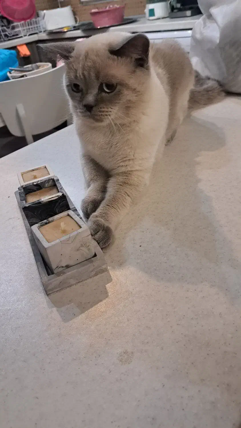 گربه نر عقیم شده|گربه|فردیس, منظریه|دیوار