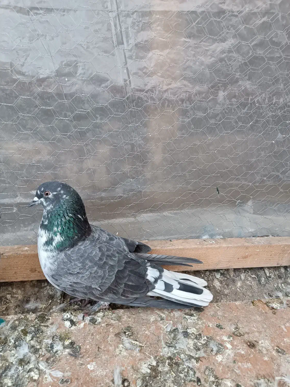 کفتر|پرنده|چهاردانگه (تهران), |دیوار