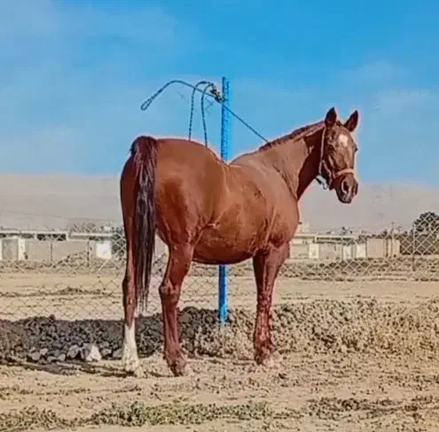 اسب|اسب و تجهیزات اسبسواری|مرودشت, مسکن مهرگان|دیوار