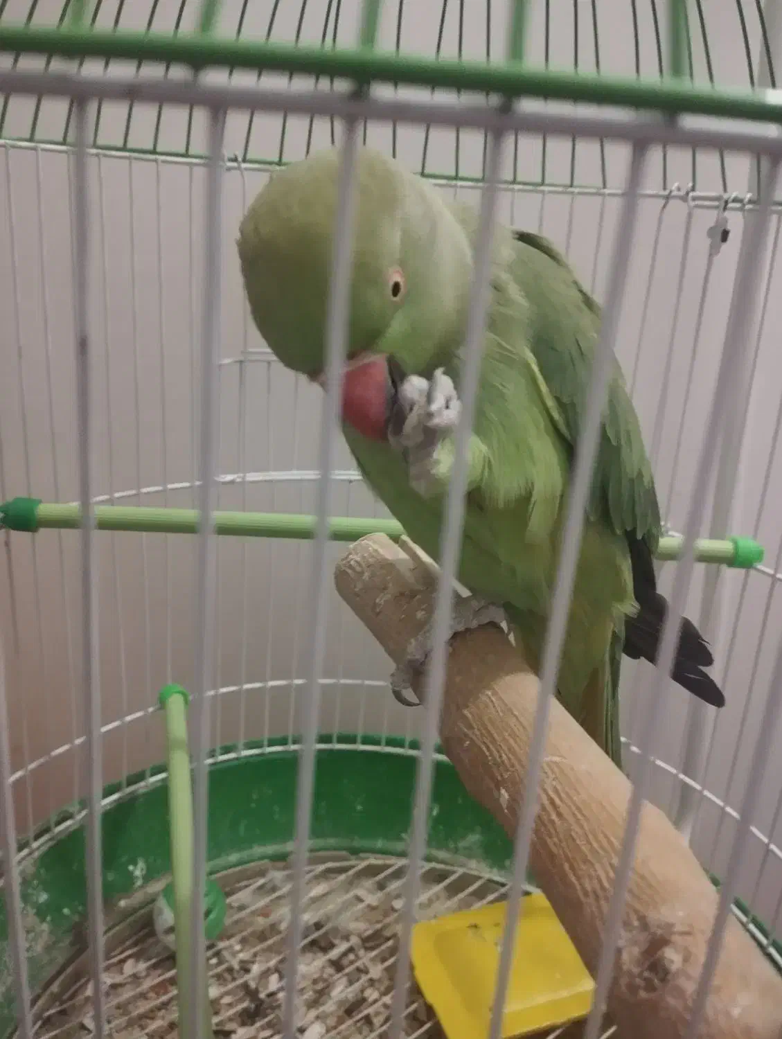 طوطی ملنگو سخنگو|پرنده|بیرجند, |دیوار