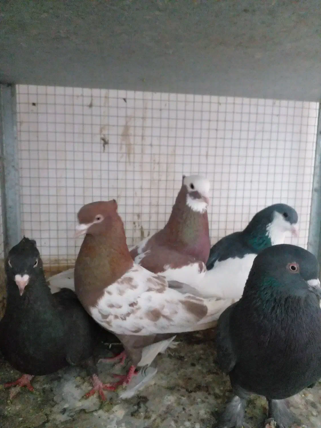 کفتر بهبهونی|پرنده|شیراز, گویم|دیوار