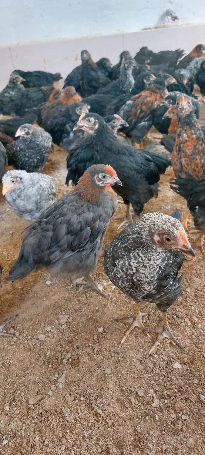 جوجه ۲ماهه محلی فیروزاباد|حیوانات مزرعه|فیروزآباد (فارس), |دیوار