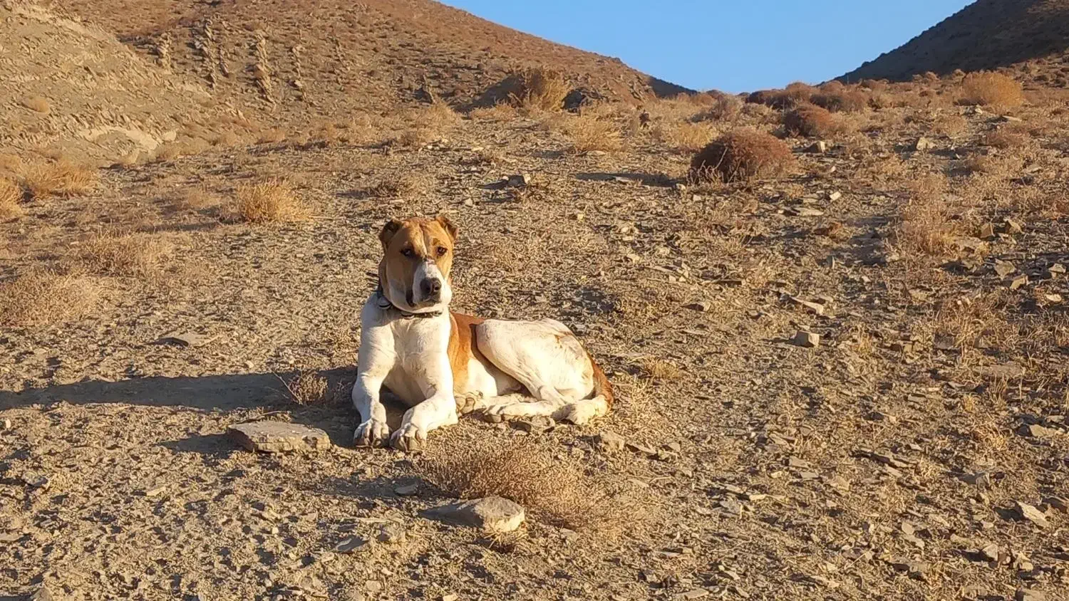 واگذاری توله ۱۰ ماه|سگ|تربت جام, میان جام|دیوار