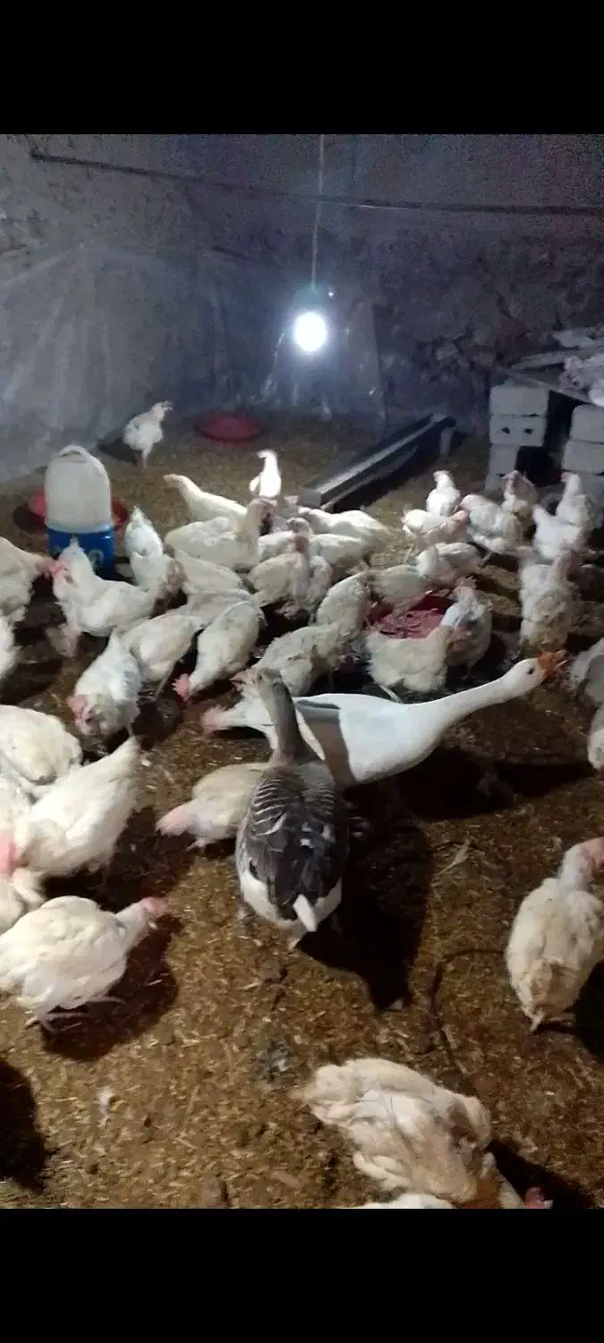 دو عدد غاز|حیوانات مزرعه|نقده, |دیوار