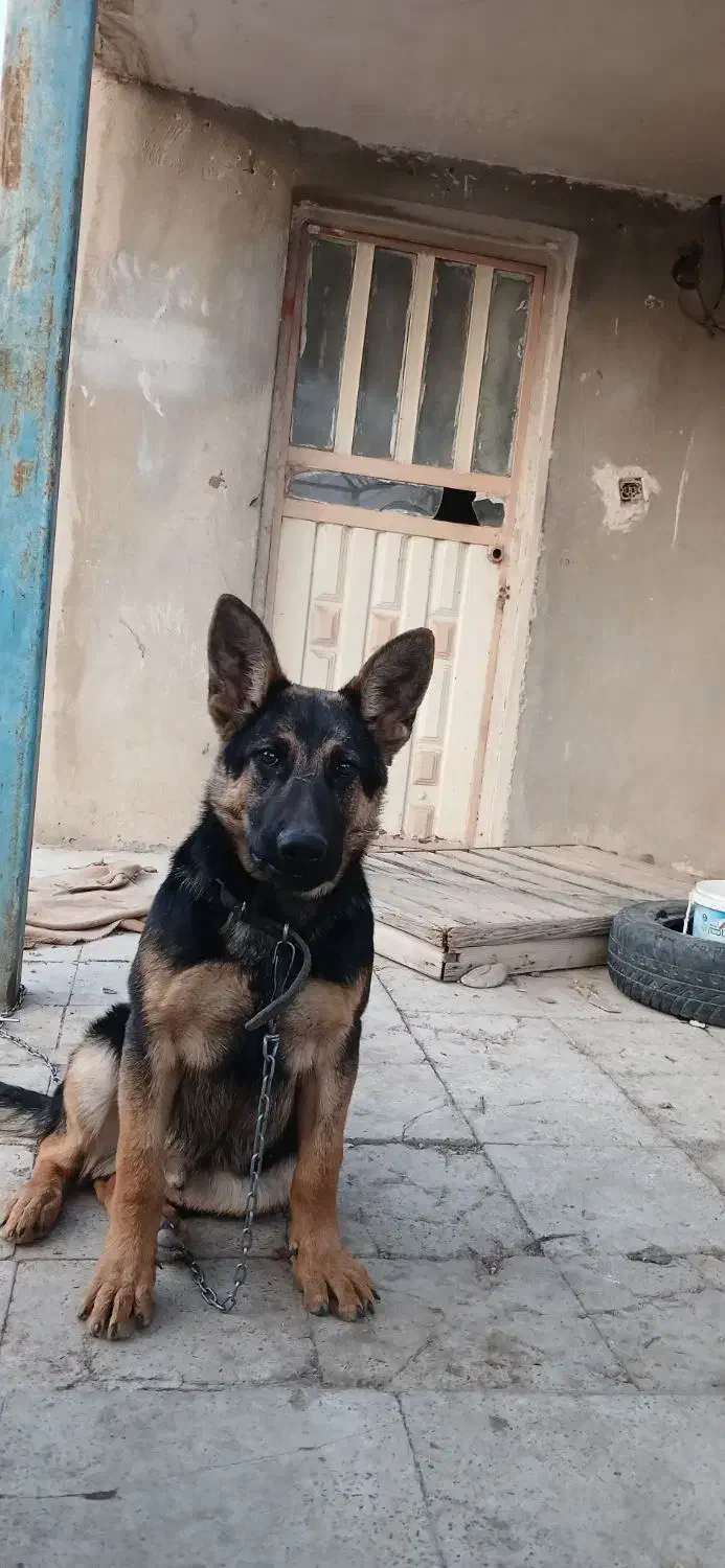 سگ ژرمن کینگ سایز|سگ|هشتگرد, طاووسیه|دیوار