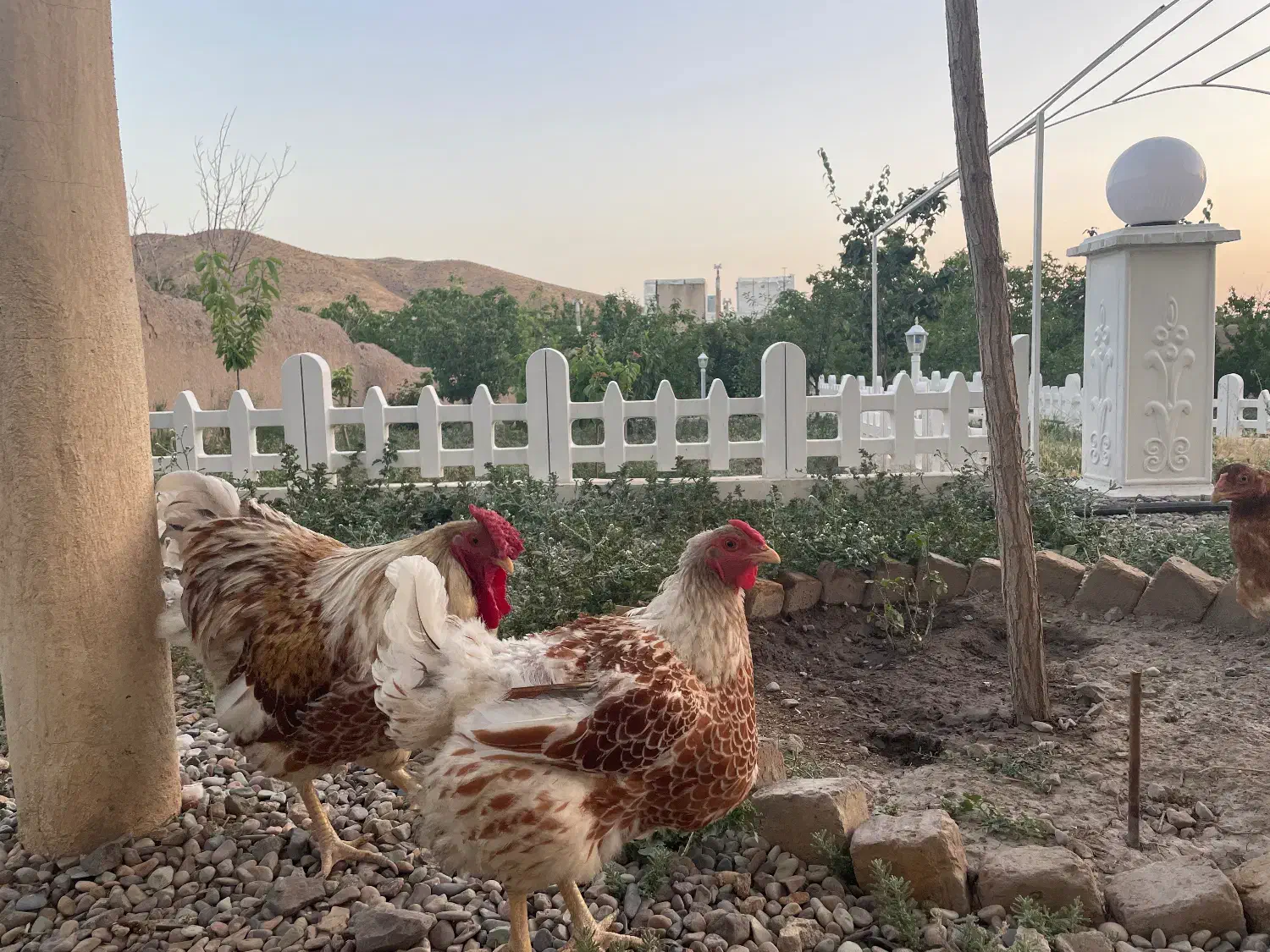 تخم مرغ نطفه دار|حیوانات مزرعه|قزوین, |دیوار