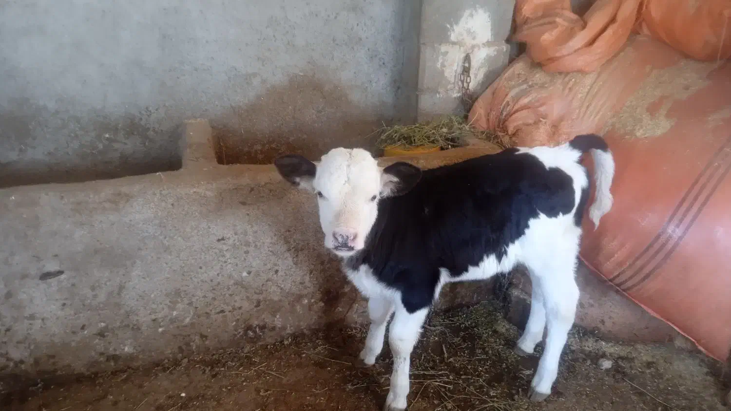 یک عدد گاو و گوساله سمینتال|حیوانات مزرعه|بجنورد, |دیوار