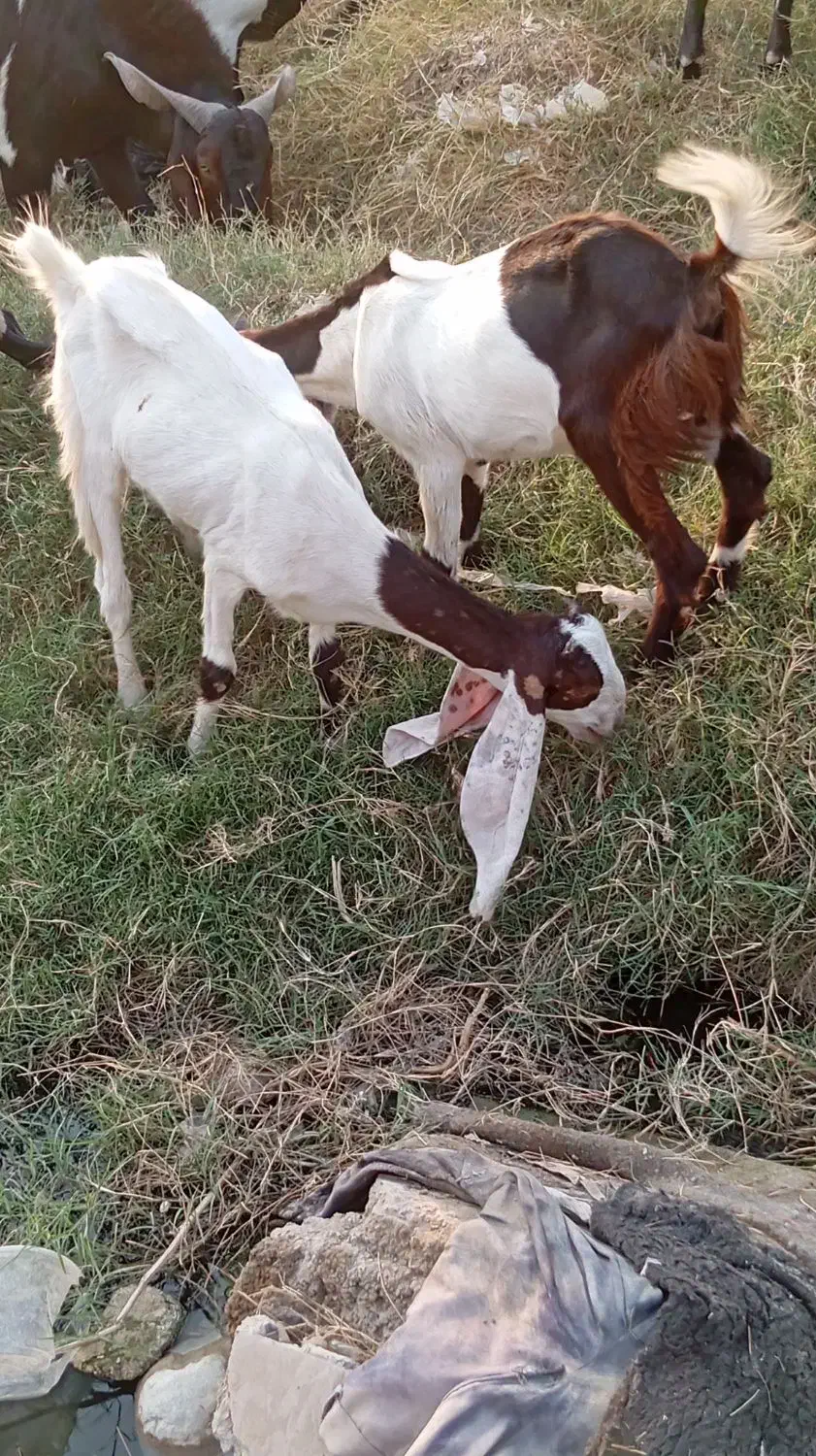 بز پاکستانی|حیوانات مزرعه|برازجان, |دیوار