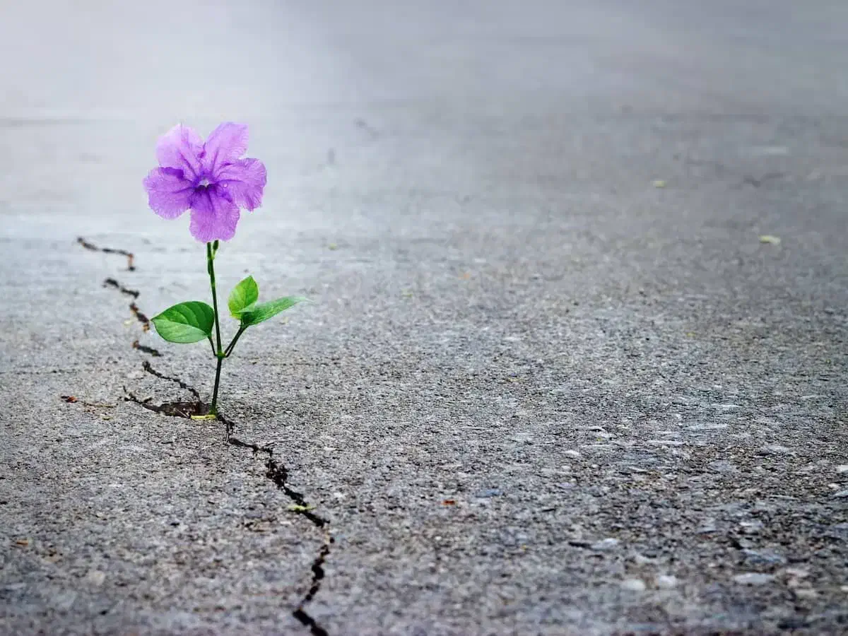 شرکت خدمات نظافتی سبزگستران|خدمات پیشه و مهارت|پیشوا, |دیوار