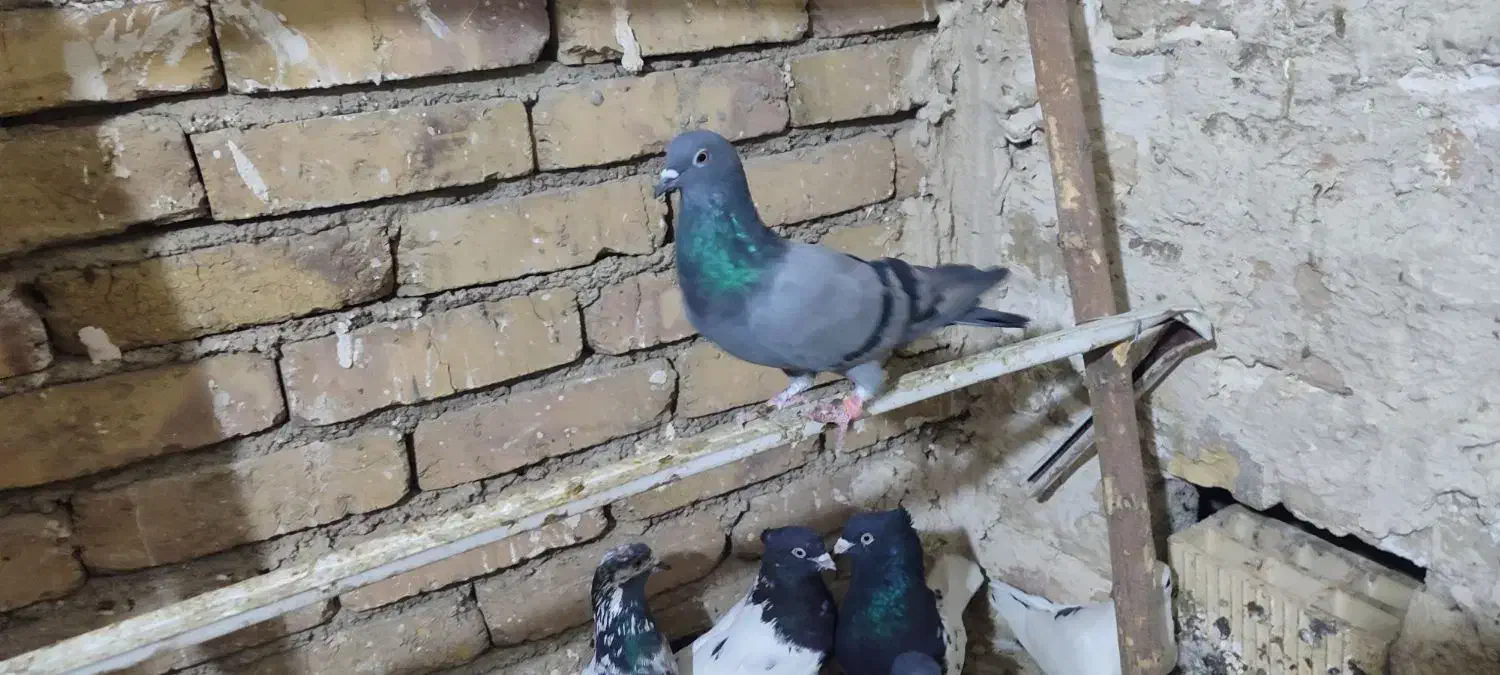 تعدادی کفتر خوب|پرنده|مشکیندشت, |دیوار