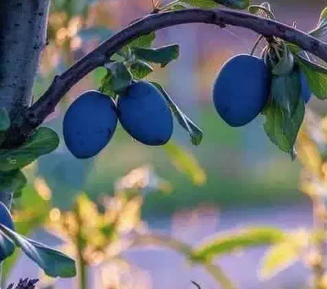 ارائه نهال آلو سیاه خورشتی|خدمات باغبانی و درختکاری|سردشت, |دیوار