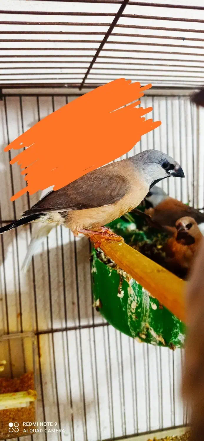 فنچ کراواتی و گلدین|پرنده|برازجان, |دیوار