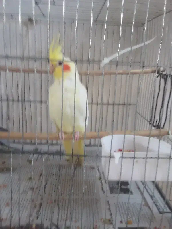 قفس پرنده . تعویض با هیتر یا کرسی برقی|لوازم جانبی حیوانات|لاهیجان, کوی خزر|دیوار