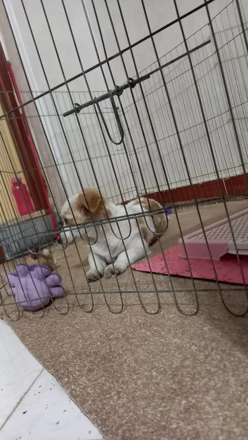 سگ واگذاری|سگ|بهارستان, |دیوار