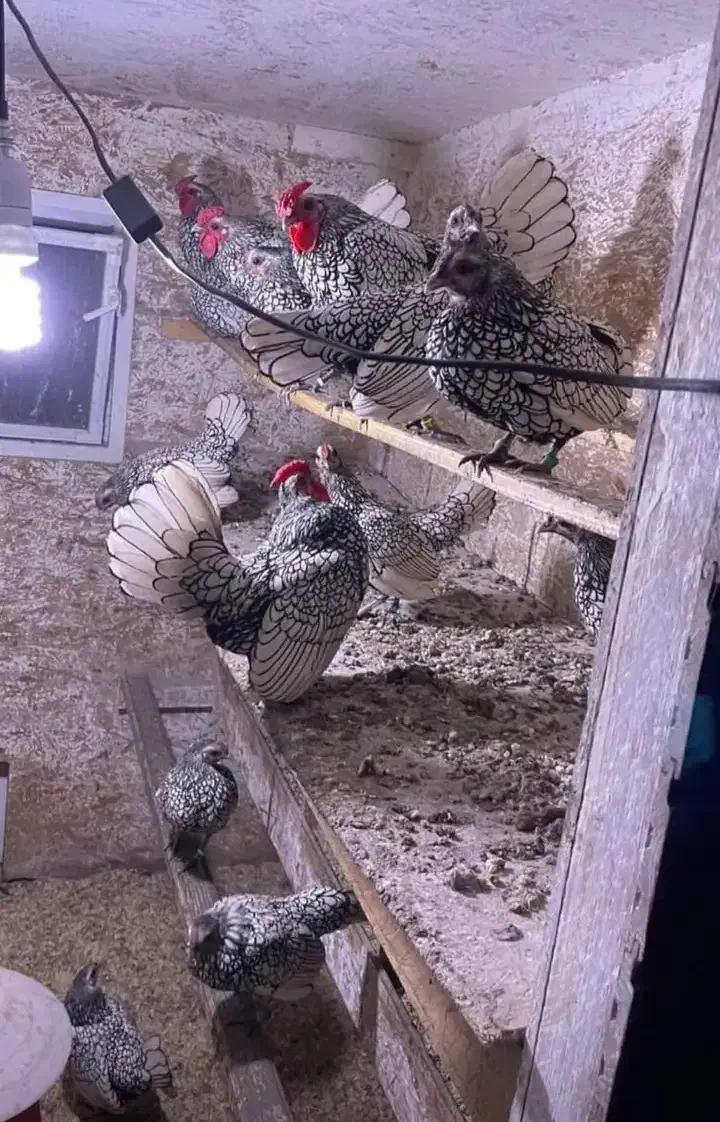 جوجه سبرایت۲۵روزه انگلیسی فول کیفیت|حیوانات مزرعه|اندیمشک, |دیوار