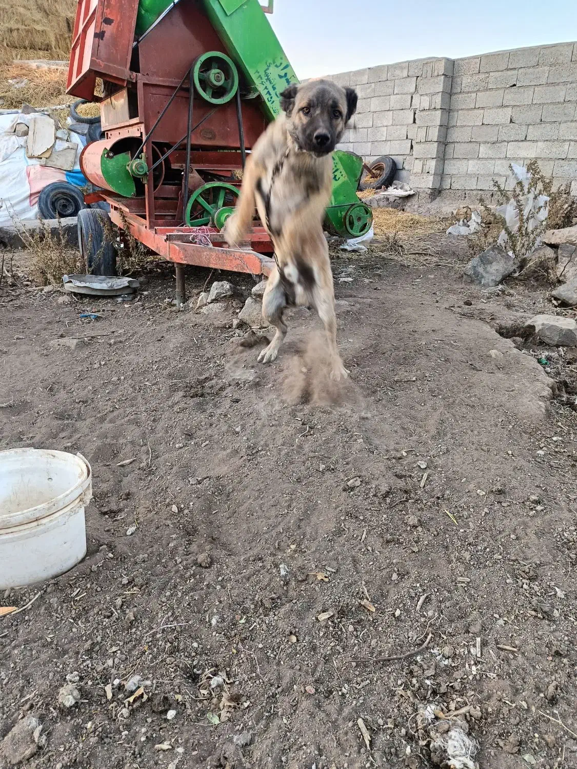 سگ سرابی|سگ|اردبیل, |دیوار