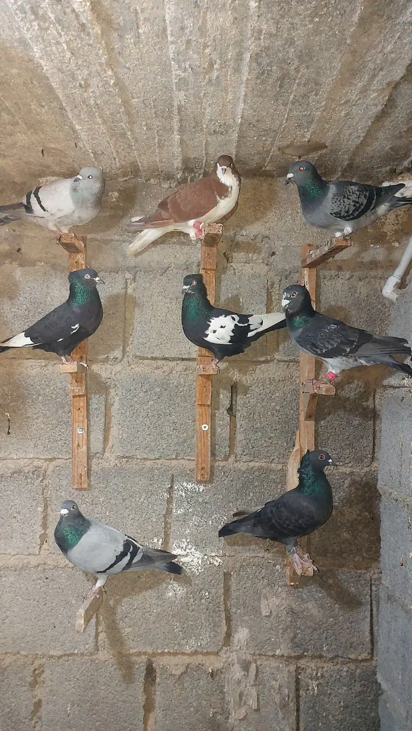 کبوتر دست کفتر زرنگ|پرنده|برازجان, |دیوار