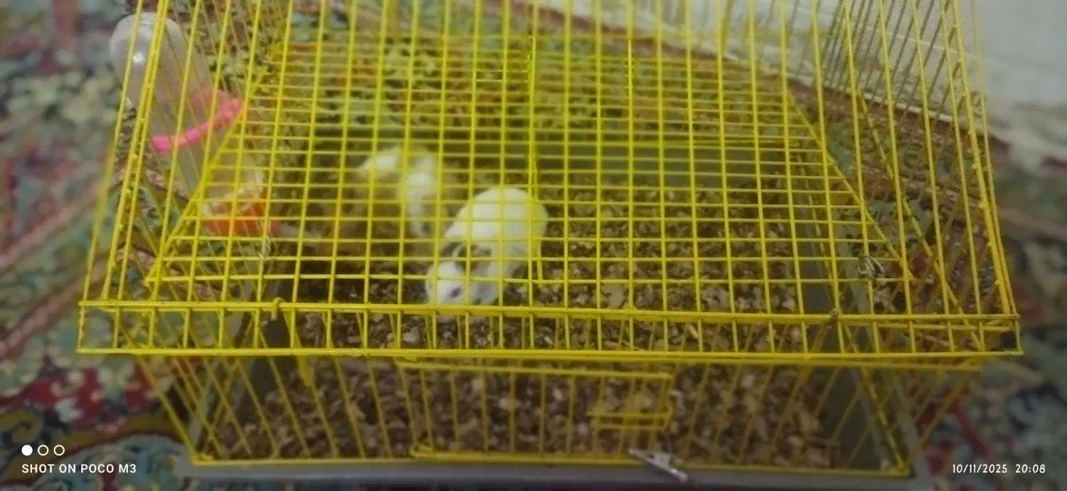 دو عدد همستر بازیگوش|موش و خرگوش|کرمان, |دیوار