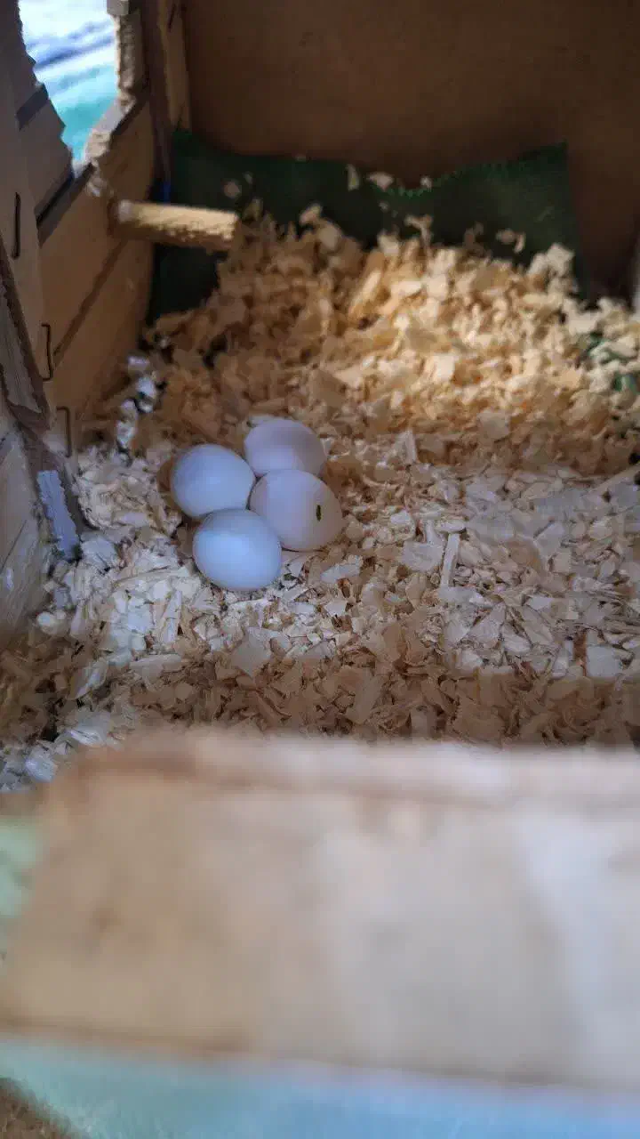 عروس هلندی|پرنده|تهران, هاشمی|دیوار