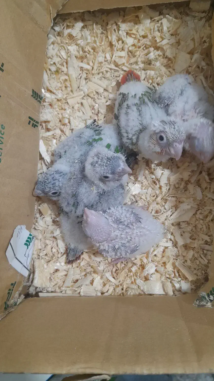 جوجه گرنجیک|پرنده|ماسال, |دیوار