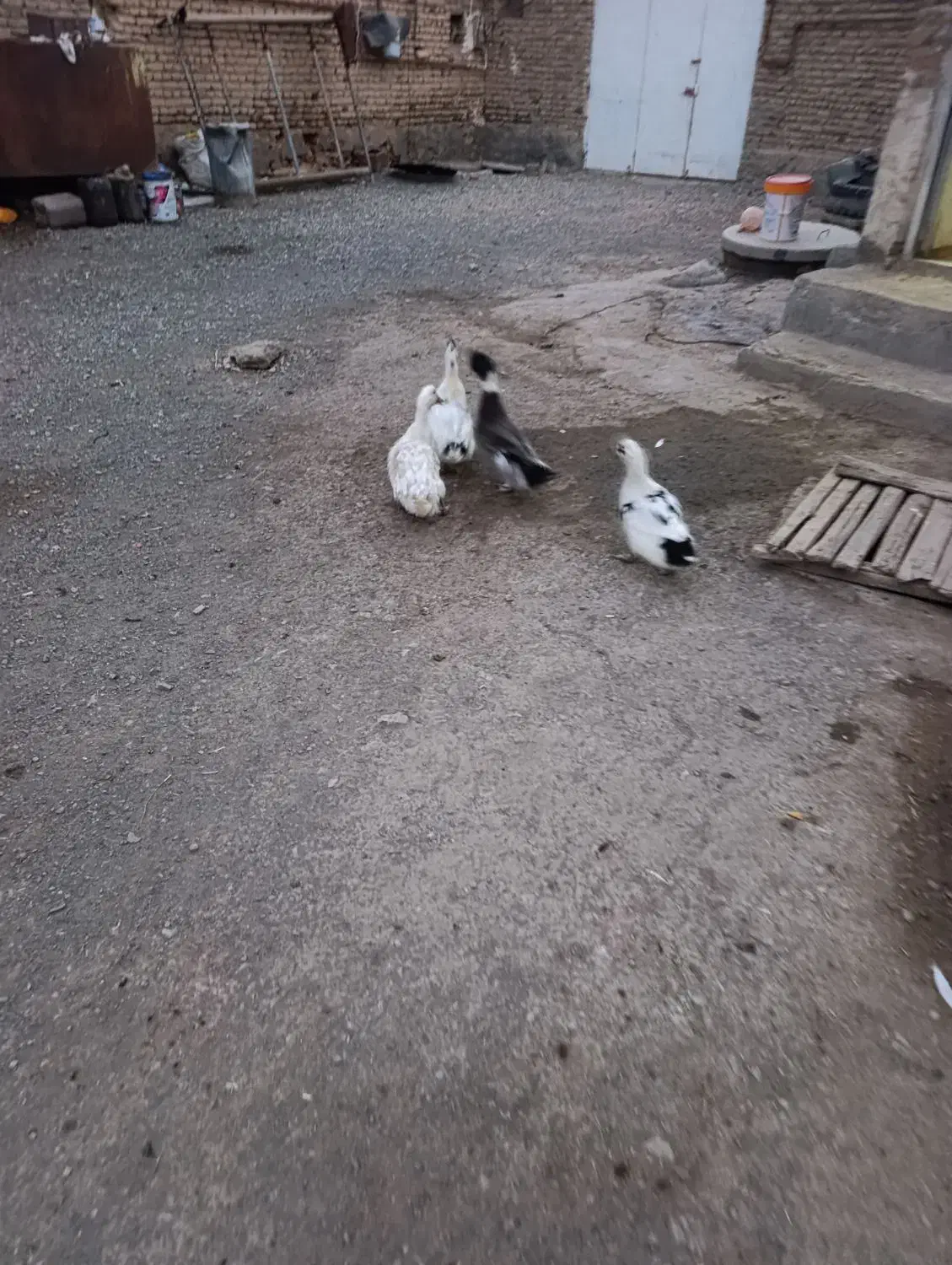 اردک و بوقلمون|حیوانات مزرعه|بناب, |دیوار