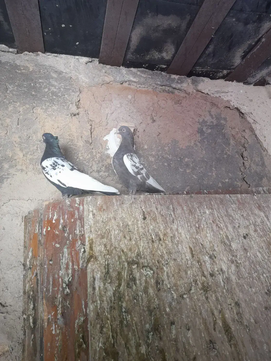 کبوتر سینه ماده|پرنده|شیراز, تندگویان|دیوار