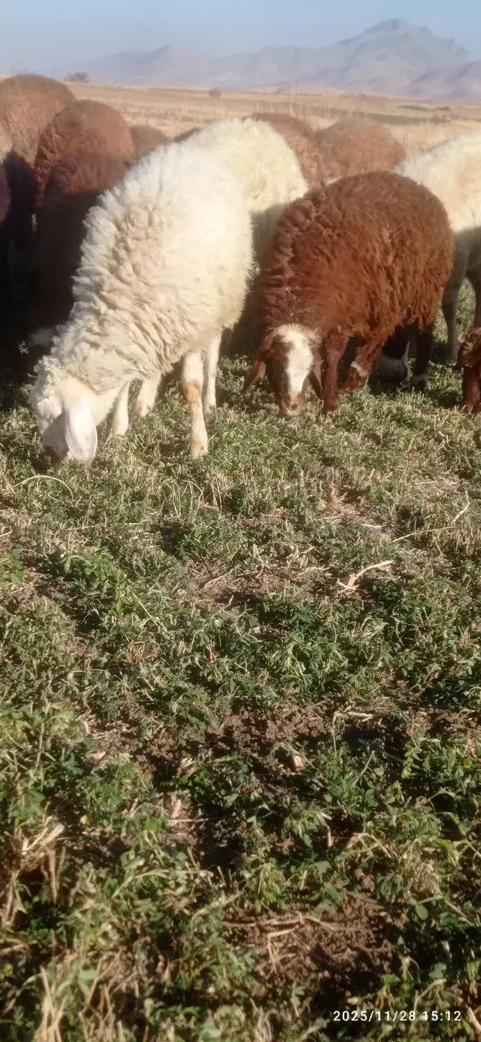 بره نر|حیوانات مزرعه|بلبان آباد, |دیوار