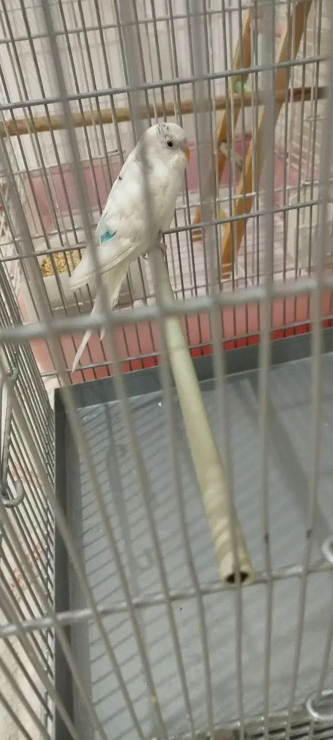 مرغ عشق با قفس سهره ای|پرنده|فردیس, فردیس|دیوار