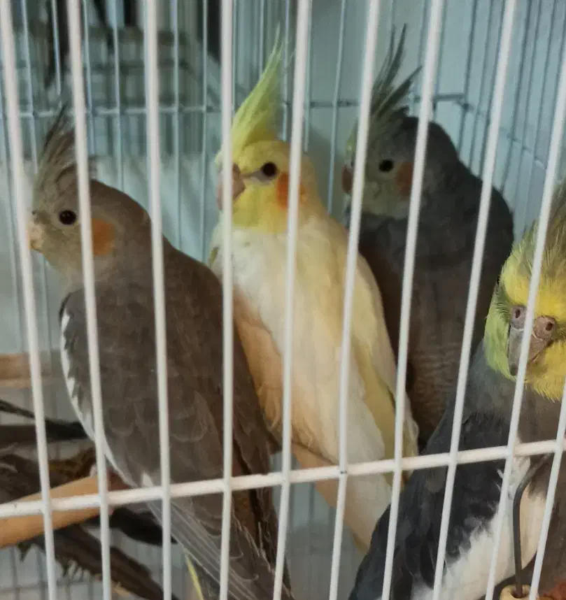 عروس هلندی بالغ نر و ماده|پرنده|اصفهان, ملک|دیوار