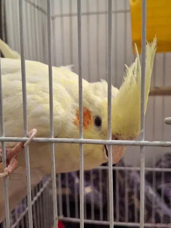 عروس هلندی نر و ماده|پرنده|پاکدشت, پاکدشت (مامازند)|دیوار