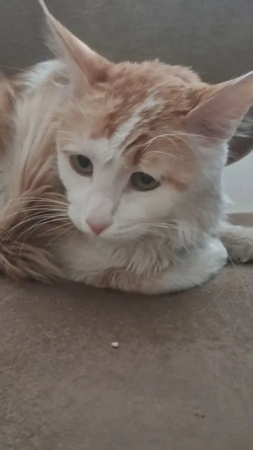 گربه میکس پرشین واگذار می شود|گربه|شاهین‌شهر, پارک بانک استان|دیوار