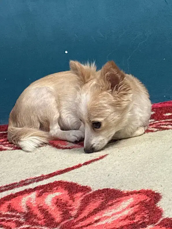 اشپیتز ماده|سگ|خرم‌آباد, |دیوار