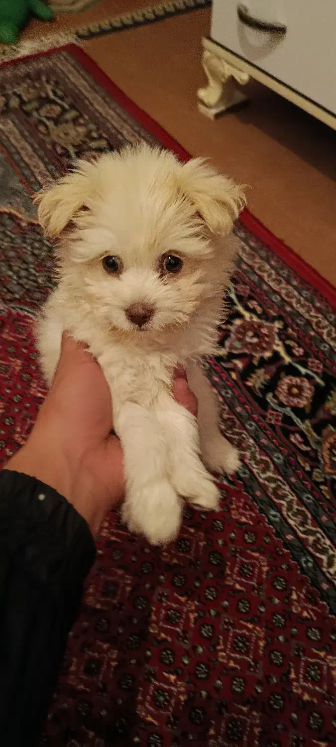 سگ پاکوتاه|سگ|ارومیه, |دیوار