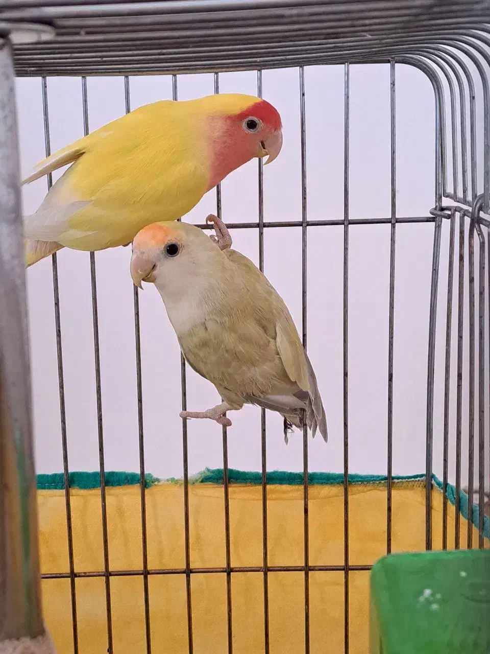 طوطی برزیلی|پرنده|بهار, |دیوار