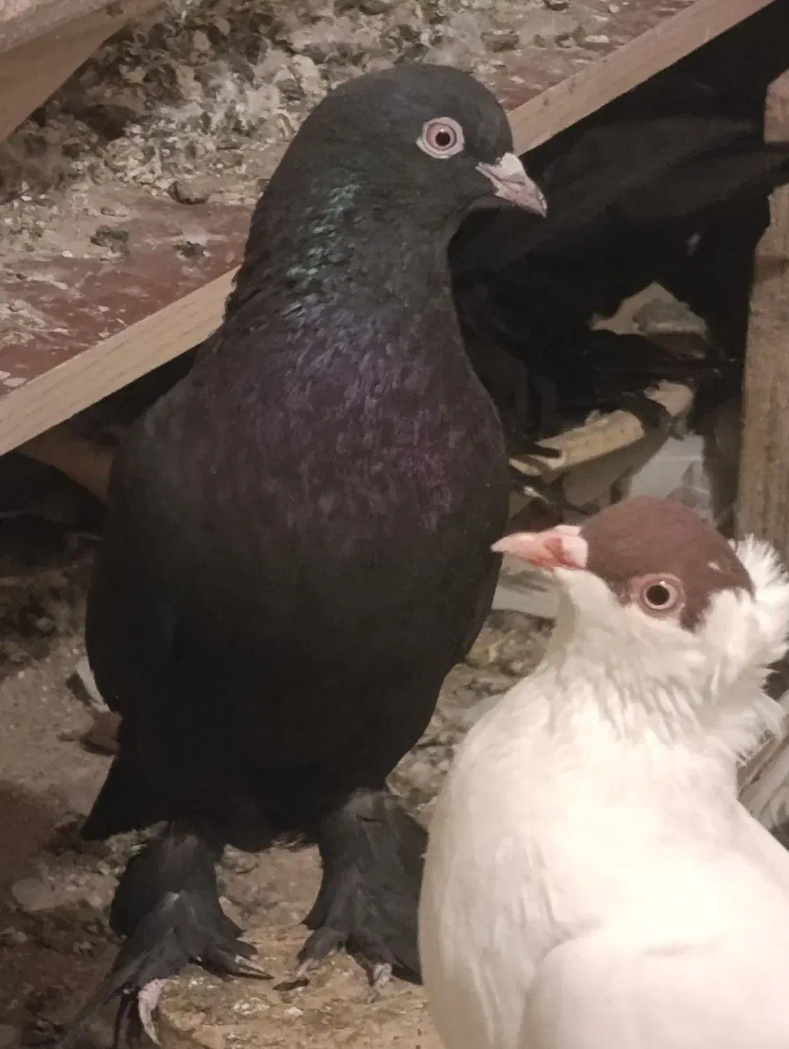 قره لوتی|پرنده|خسروشاه, |دیوار