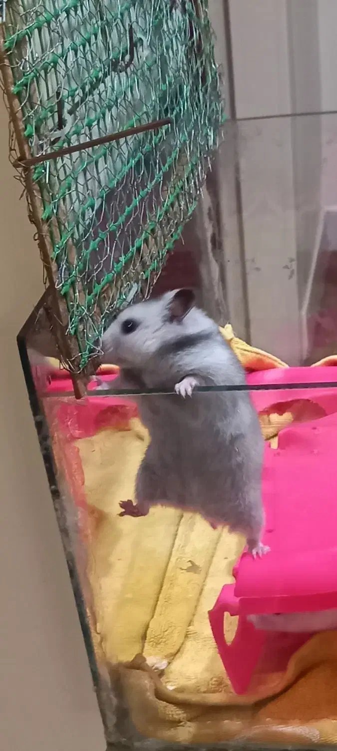 همستر دستی و بامزه ۳ تا فقط ۴۰۰|حیوانات مزرعه|زنجان, |دیوار