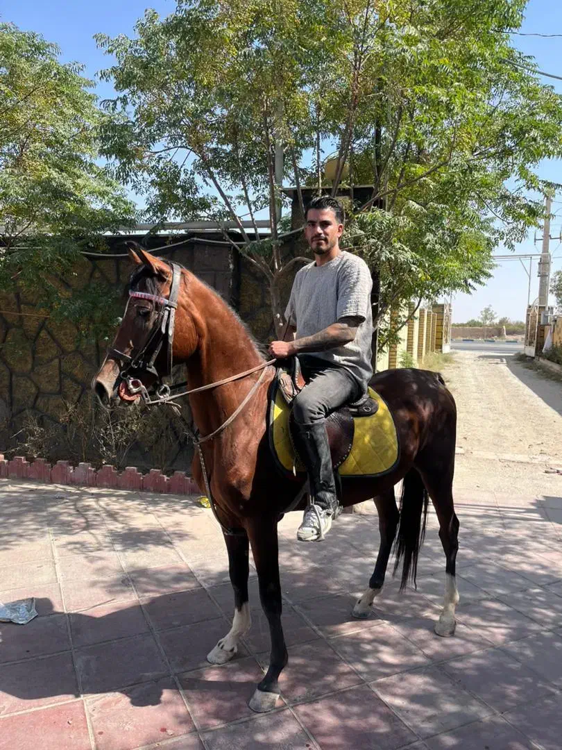 اسب عرب|اسب و تجهیزات اسبسواری|شهریار, شهرک شاهد|دیوار