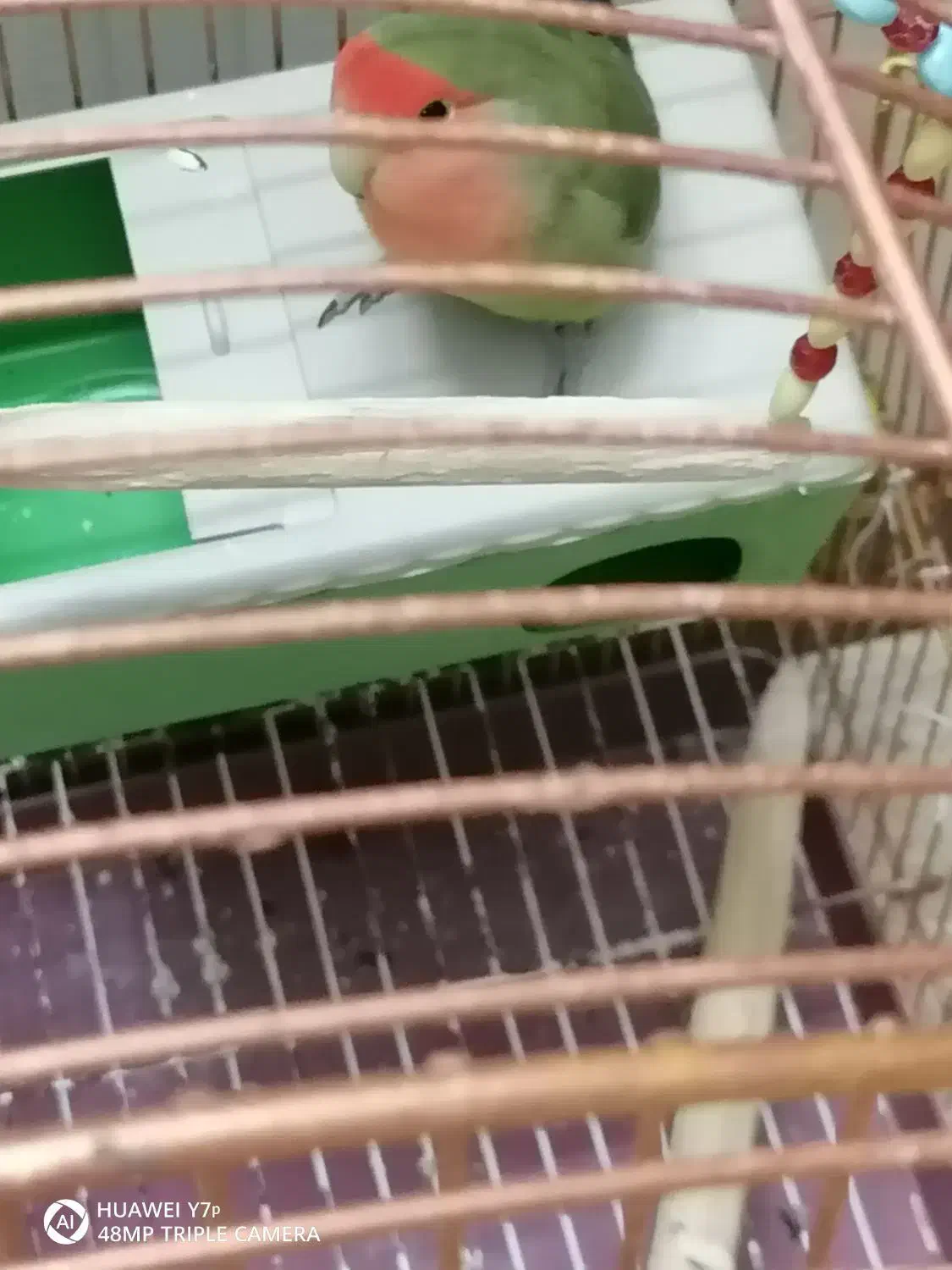 طوطی برزیلی نر|پرنده|اسلامشهر, شهرک مهدیه|دیوار