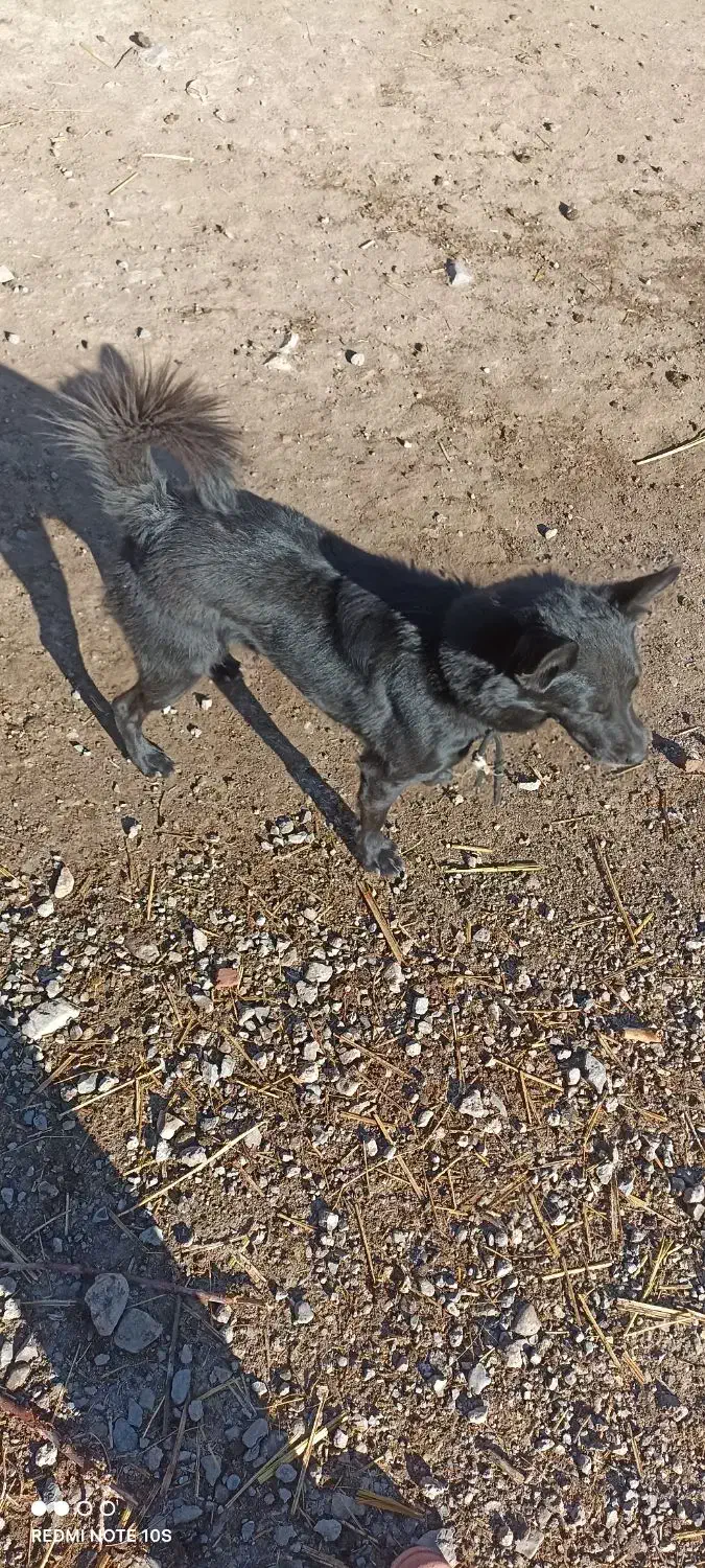 واگذاری 3تا پاکوتاه|سگ|ترکمانچای, |دیوار