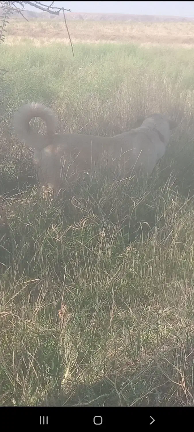 واگذاری ماچه سرابی گوسفندی تظمینی|سگ|ساوه, |دیوار