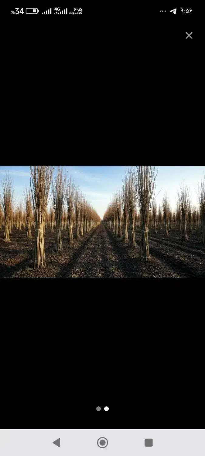 فروش نهال صنوبر|خدمات باغبانی و درختکاری|کوهنجان, |دیوار