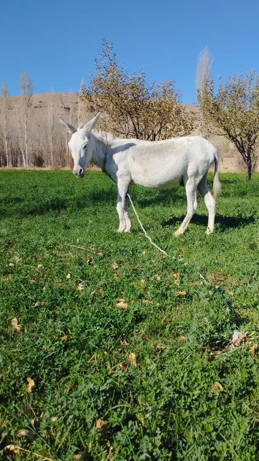 الاغ|حیوانات مزرعه|قوچان, |دیوار