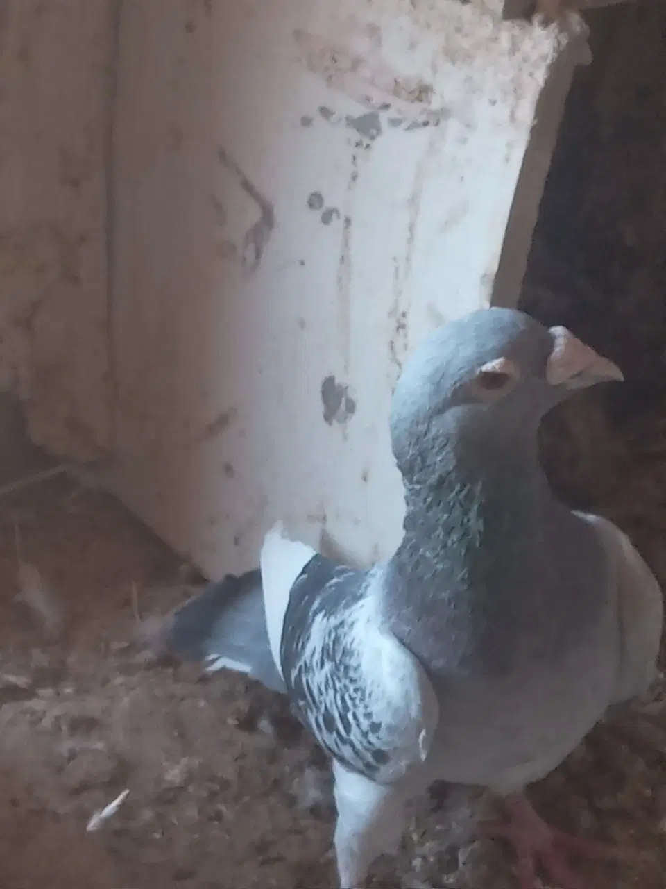 کبوتر|پرنده|سده (خراسان جنوبی), |دیوار